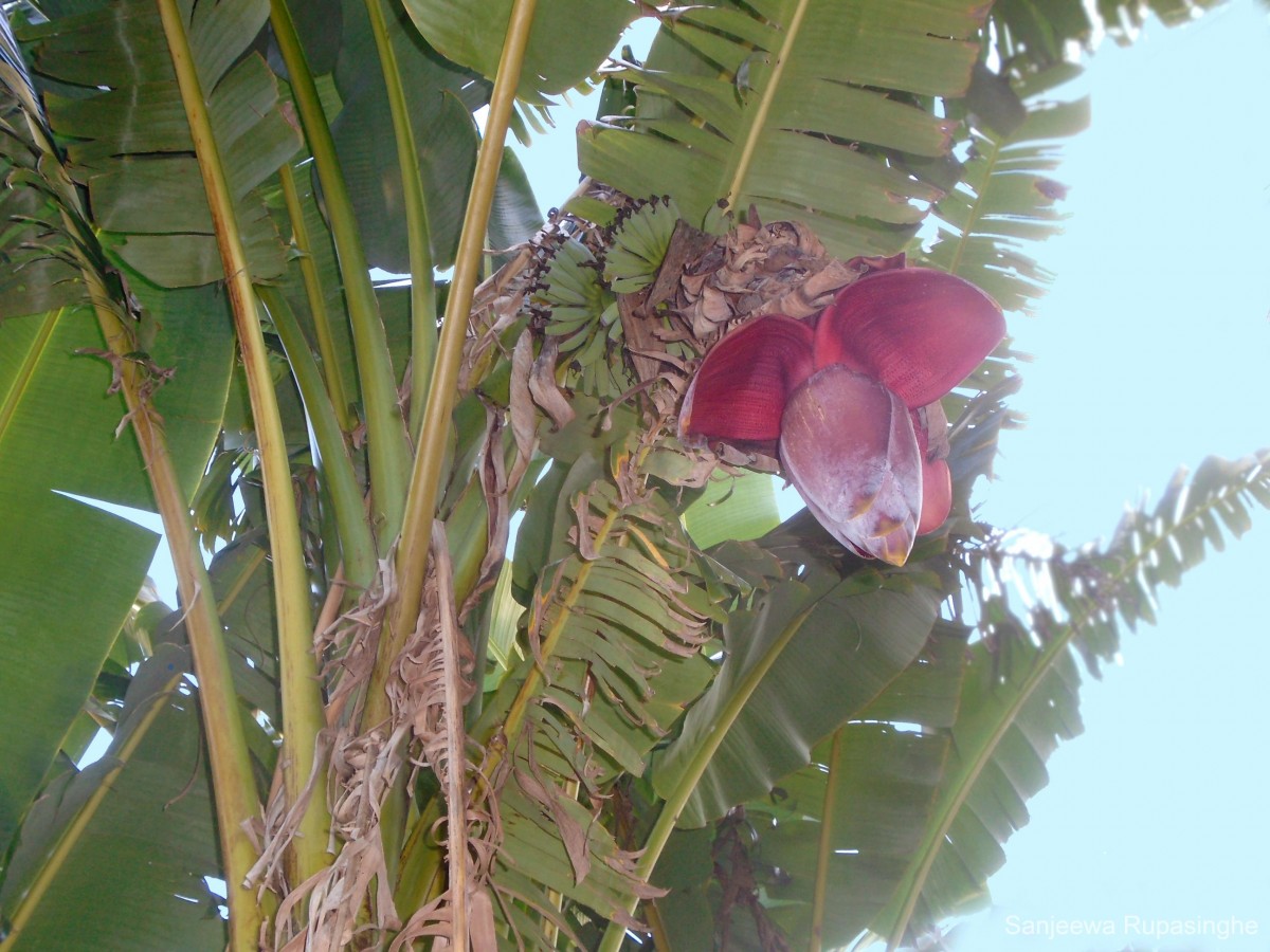 Musa balbisiana Colla